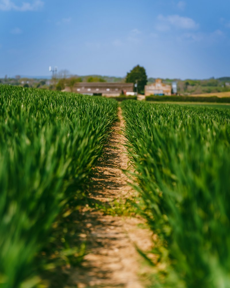 Lavoura com plantas verdes; fotografia ilustrativa da agricultura.
