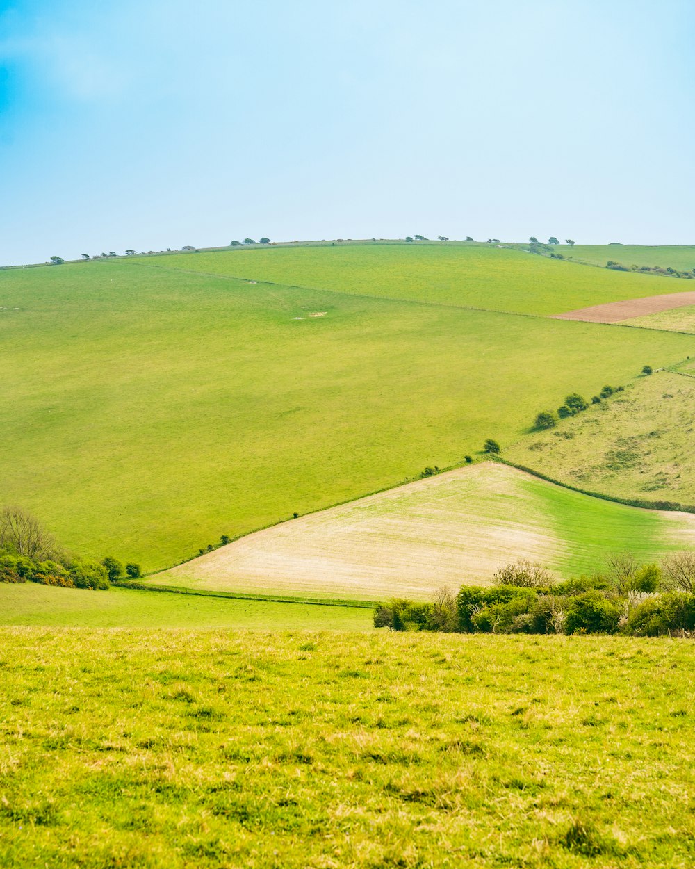 a large green field