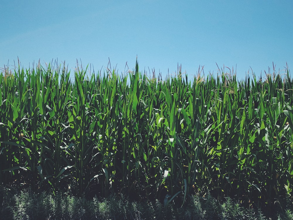 a field of corn