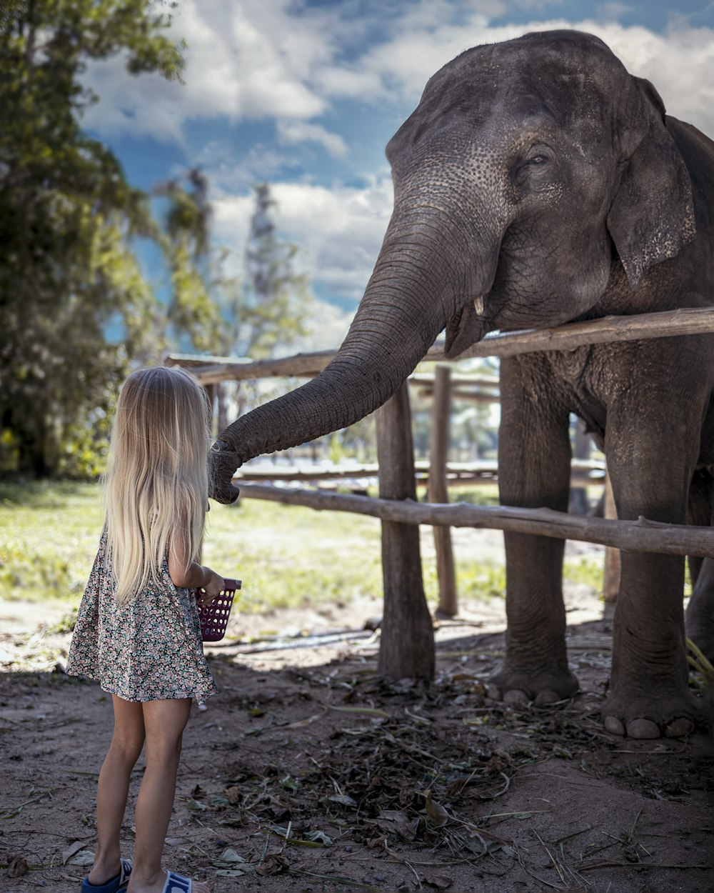 a person looking at an elephant