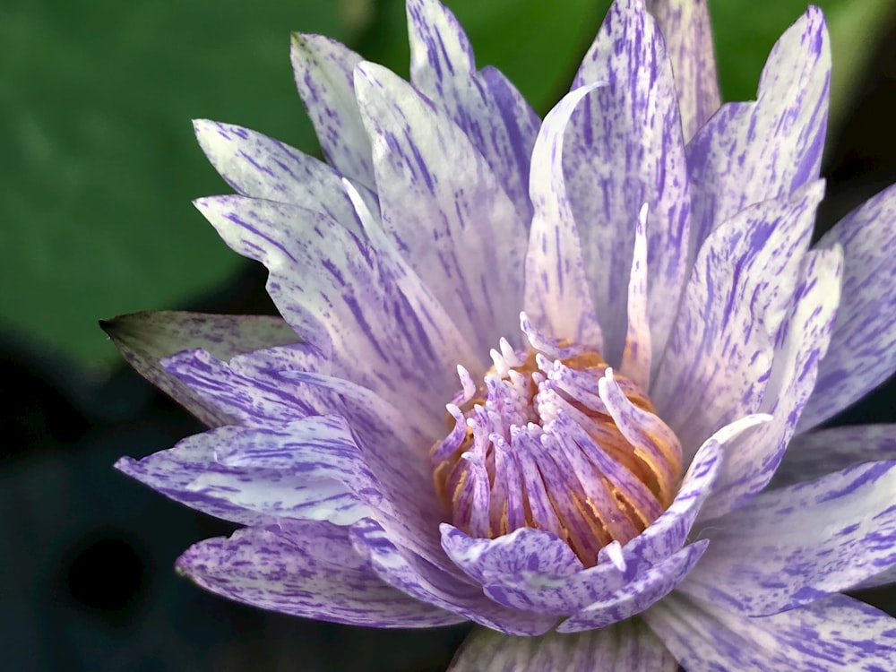 a purple flower with a green center