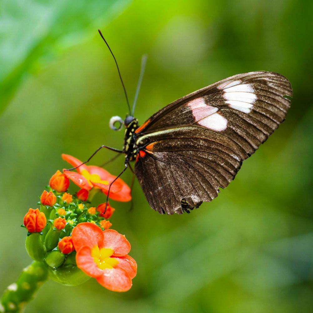 a butterfly on a flower