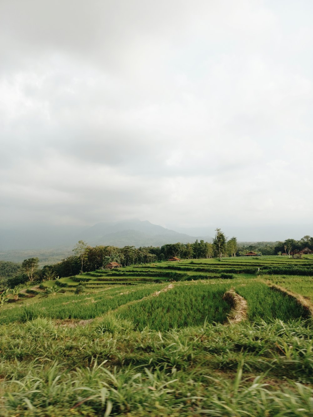 a field of green plants