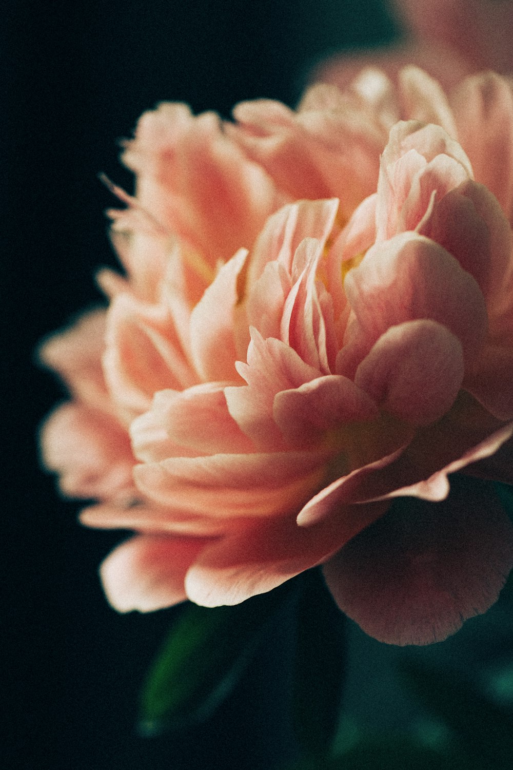 a close up of a flower