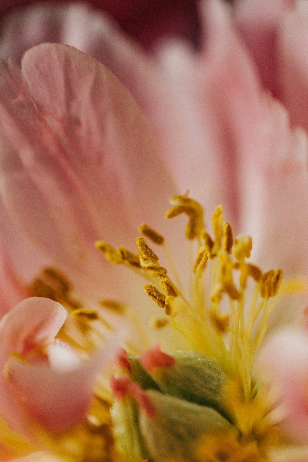 close up of a flower