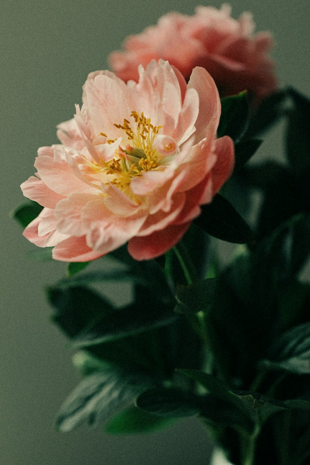 a close up of some flowers