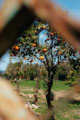 Vibrant image of a farming simulation game with orchards.