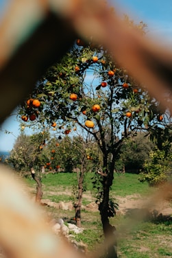 A vibrant orange orchard with drones flying overhead monitoring crop health.