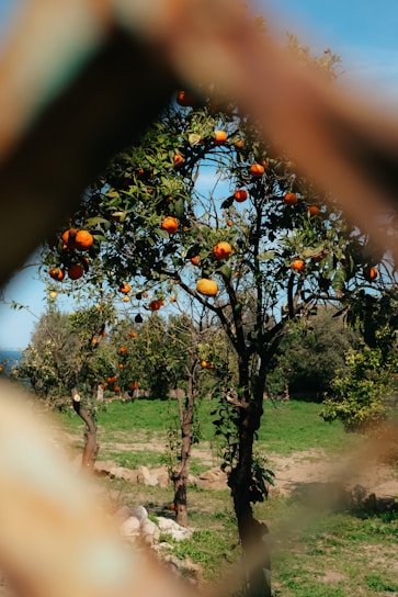 A vibrant orange orchard with drones flying overhead monitoring crop health.