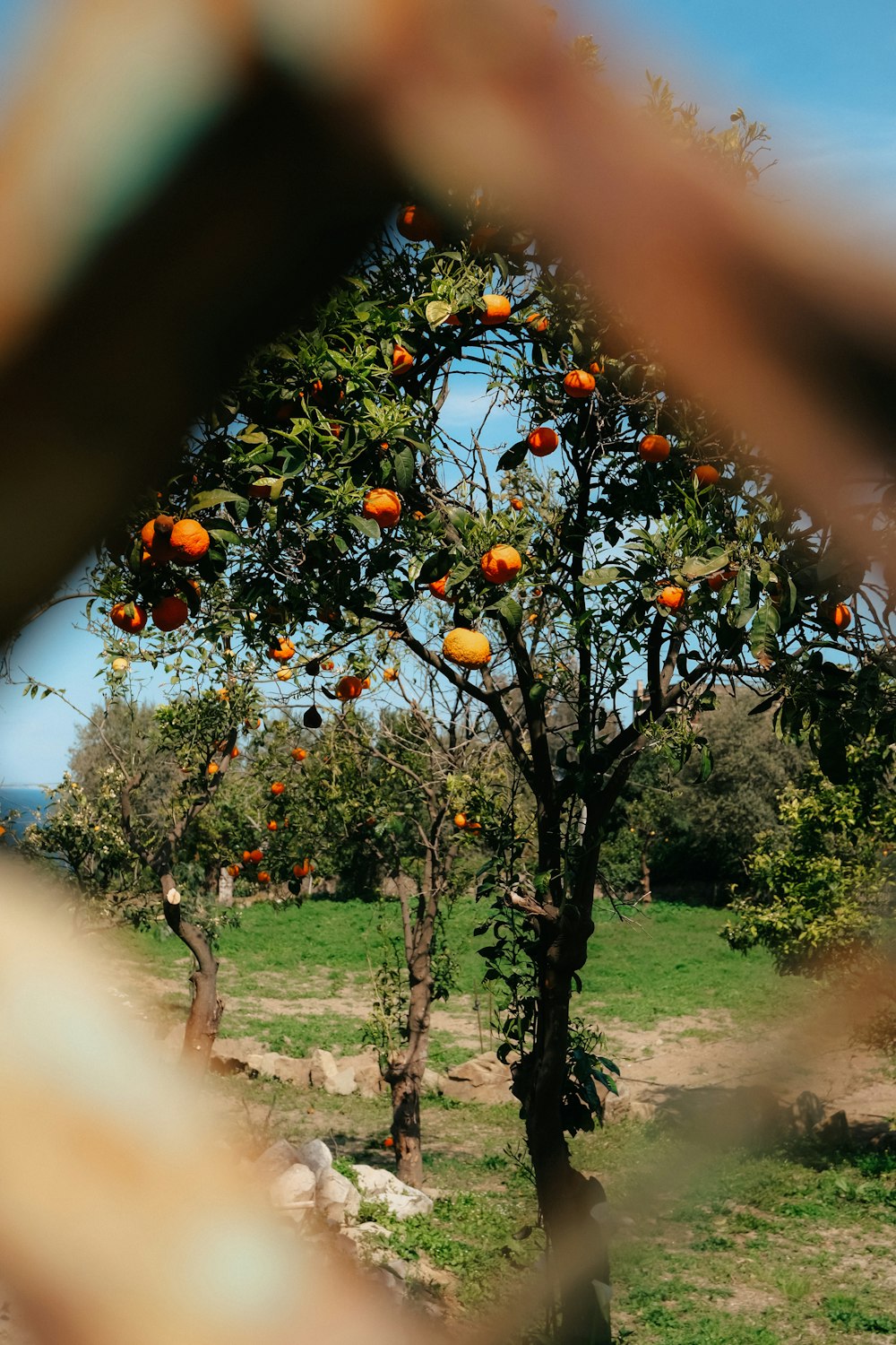 ein Baum, auf dem Orangen wachsen