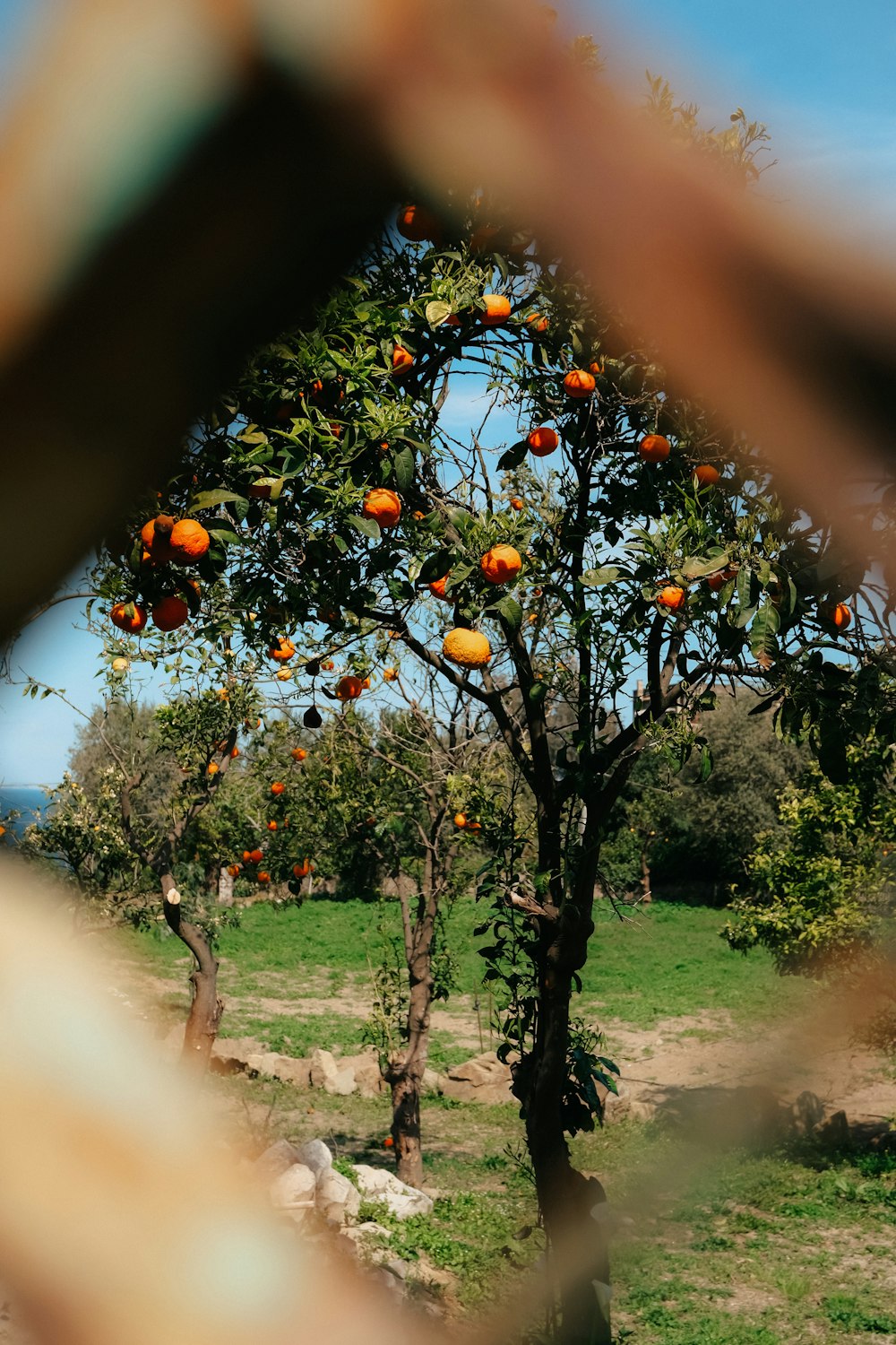a tree with oranges growing on it