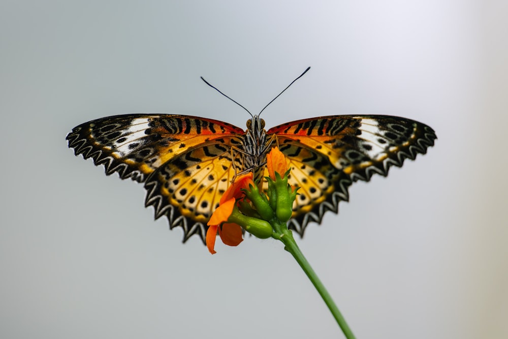 a butterfly on a flower