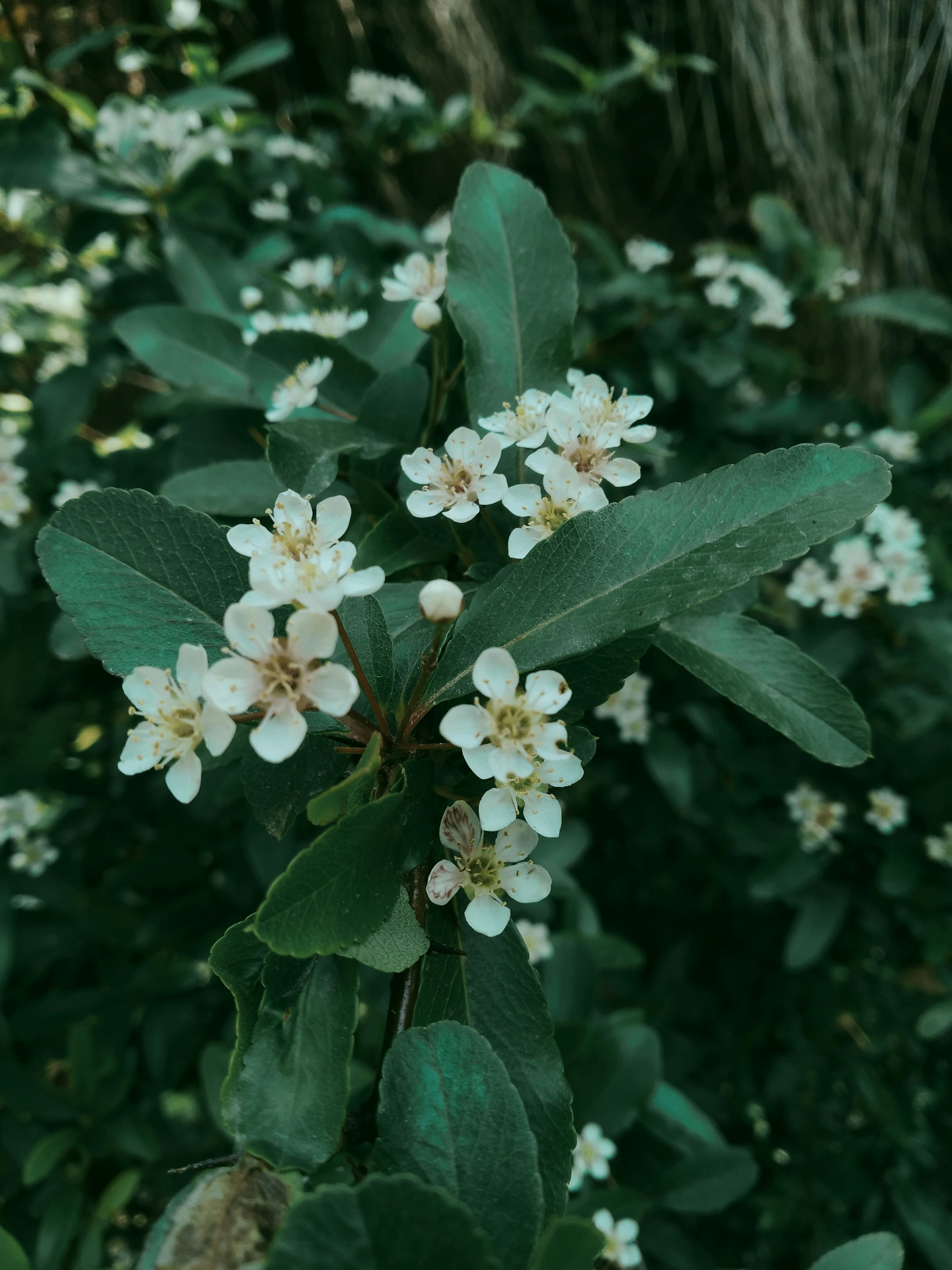 Photo by dendrophile
