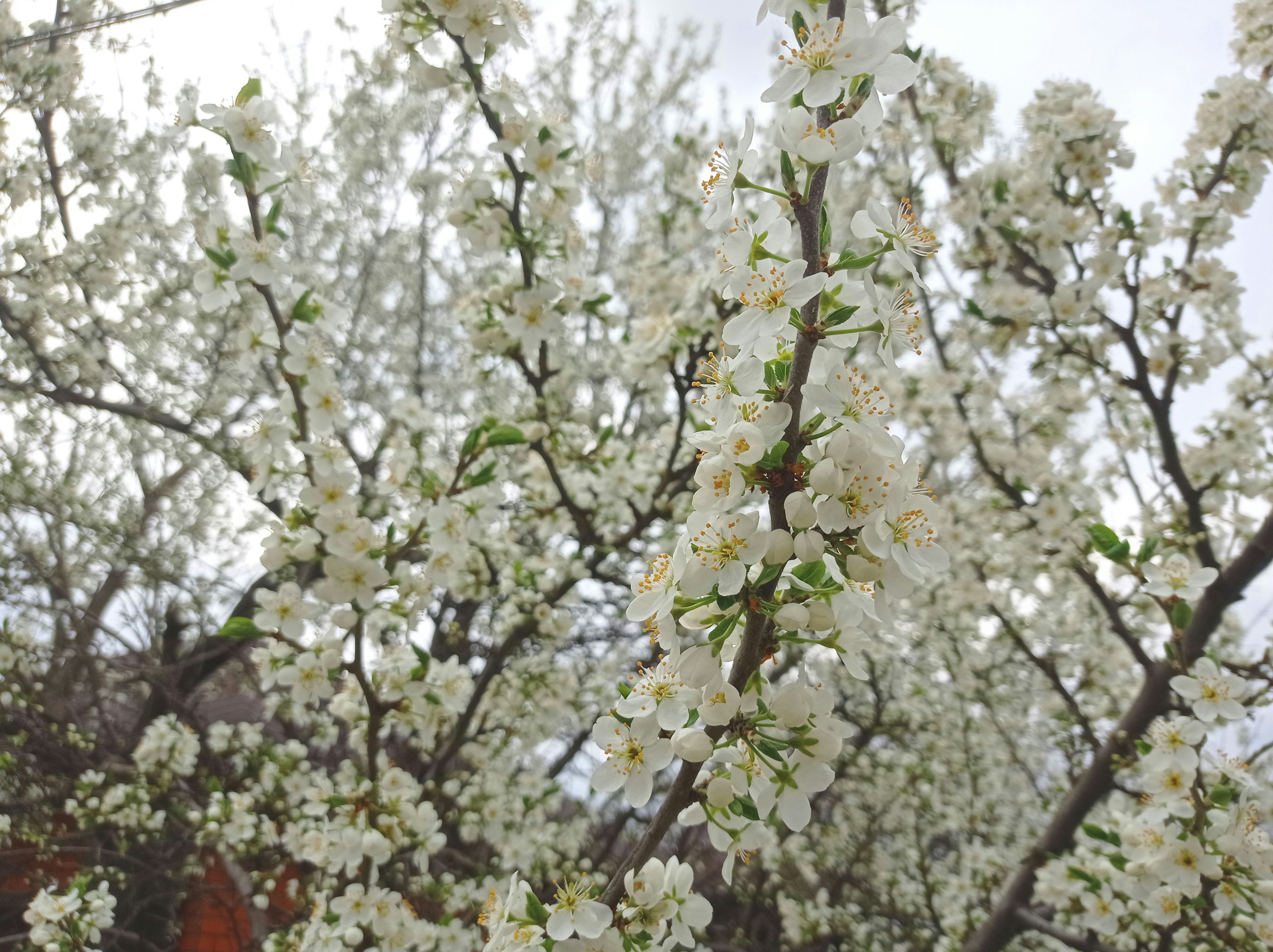 White Blossom Tree Pictures | Download Free Images on Unsplash