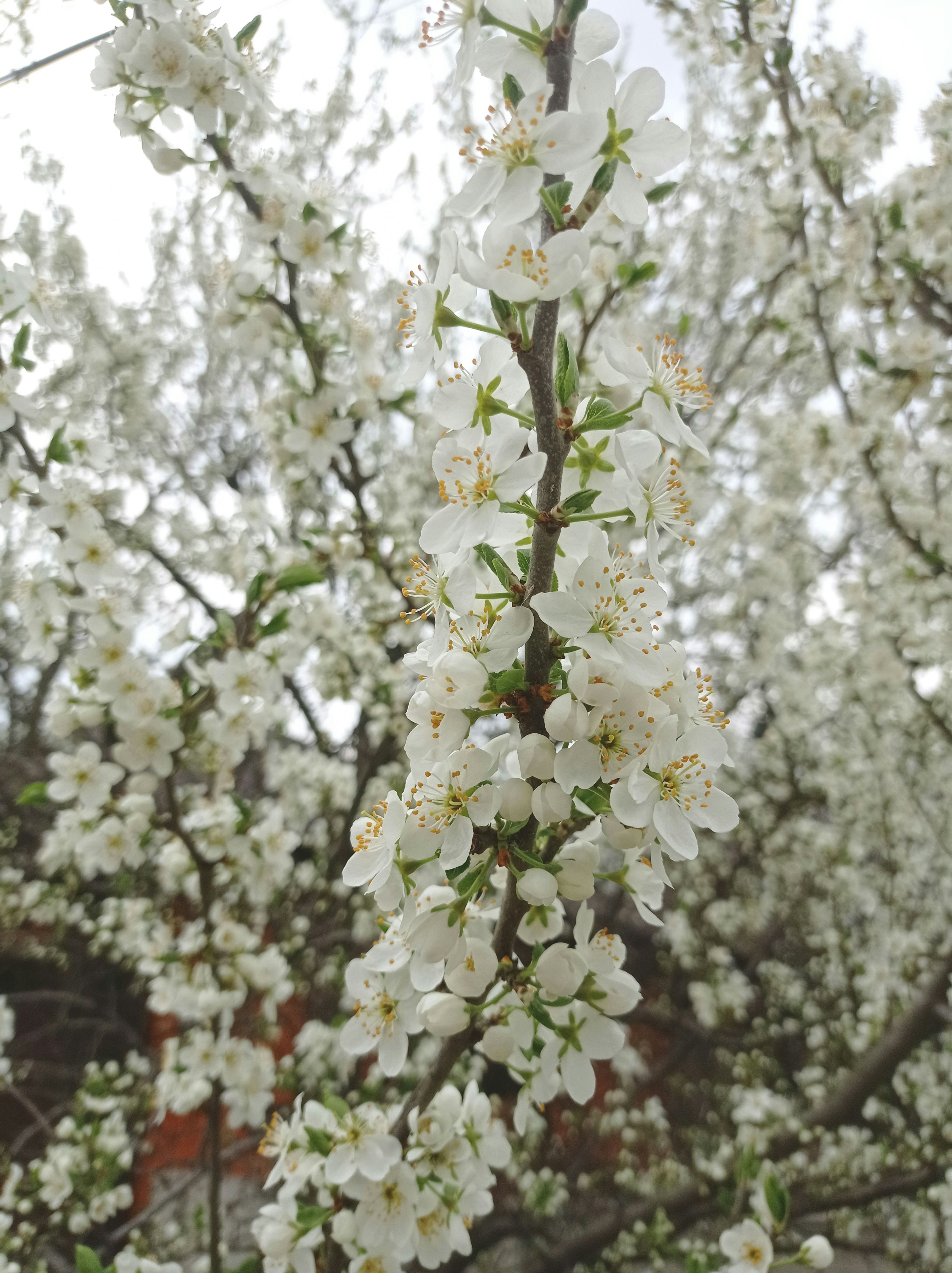 a tree with white flowers
