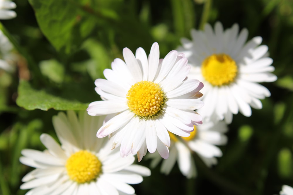 Un grupo de flores blancas