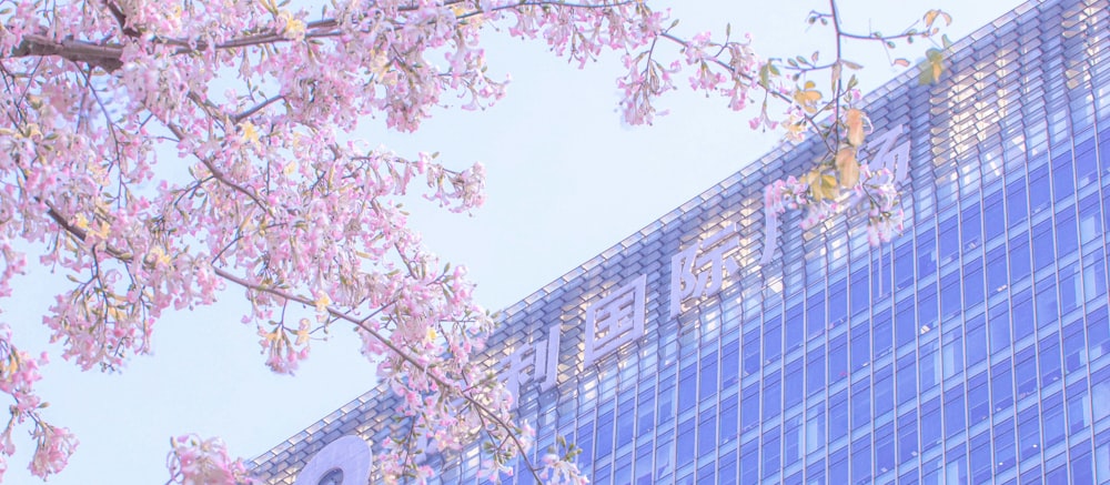 a tree with pink blossoms in front of a tall building