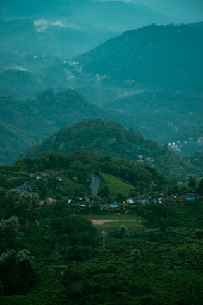 A lush, hilly landscape features expansive tea plantations with rows of bushes covering the slopes. A winding road meanders through the greenery, surrounded by dense trees. Small structures, possibly village houses, are nestled among the foliage. Mist hovers above the scene, giving a sense of tranquility and coolness.