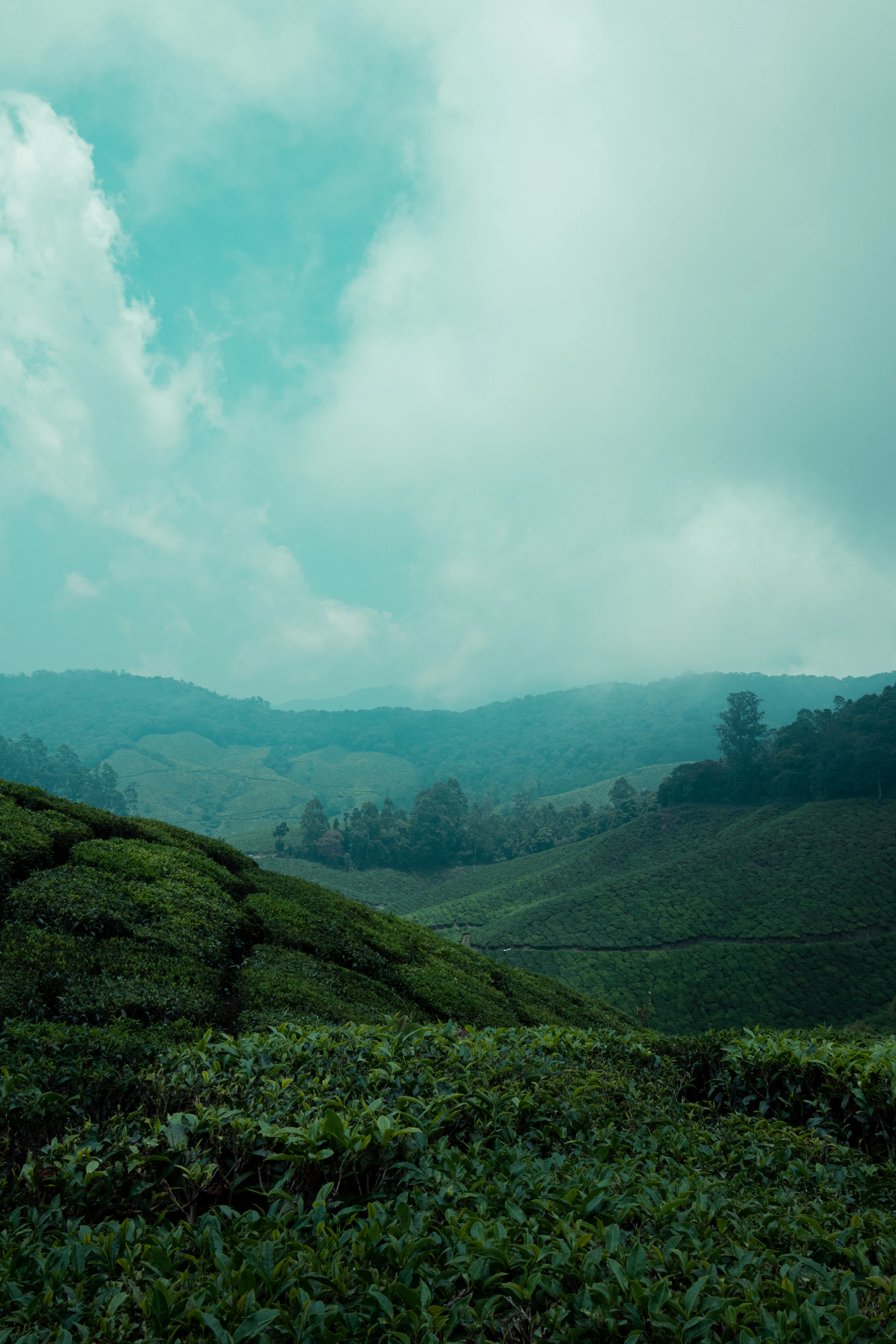 Mist settling over the tea estates of Munnar on a cloudy afternoon