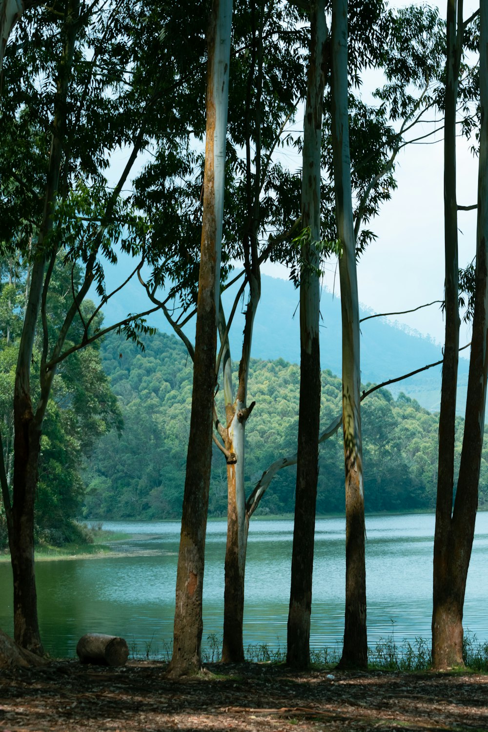 a group of trees next to a body of water