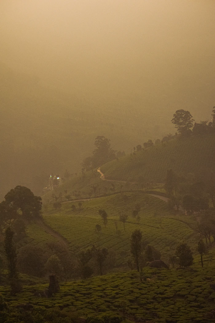 Misty tea plantations in Munnar, Kerala