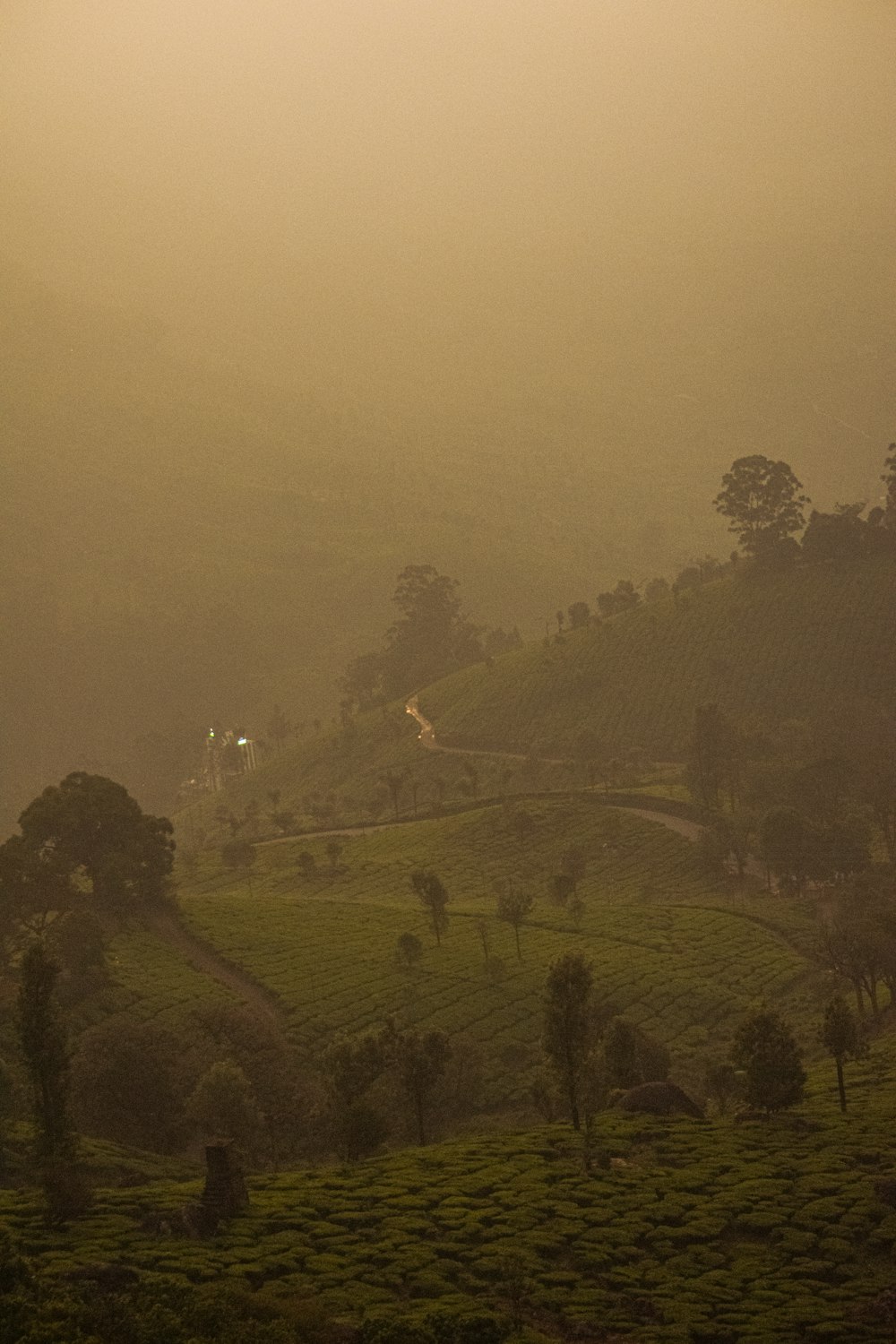 a foggy valley with trees