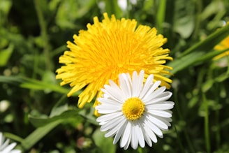 Close-up of fresh dandelion leaves and yellow flowers basking in morning sunlight.