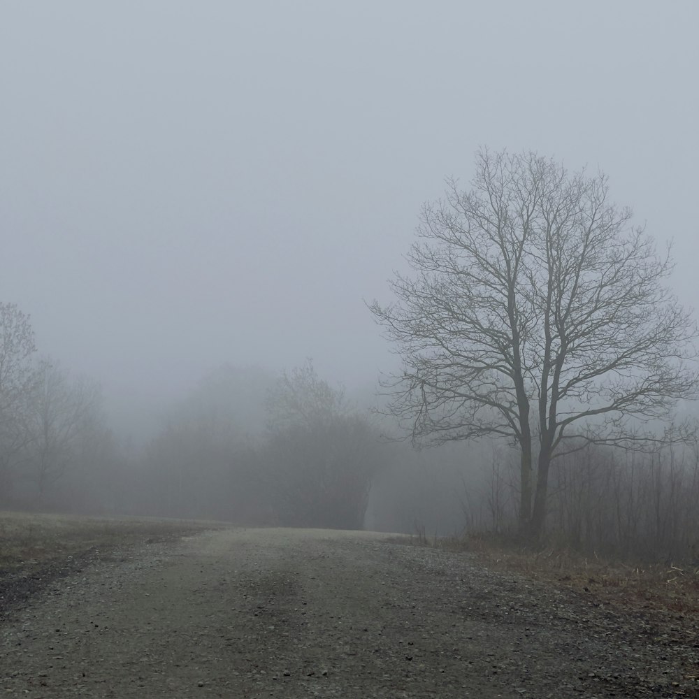 a dirt road with trees on either side of it