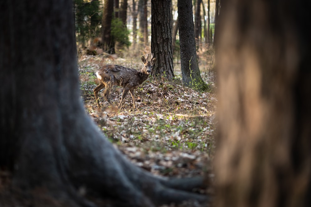 um grupo de veados em uma floresta