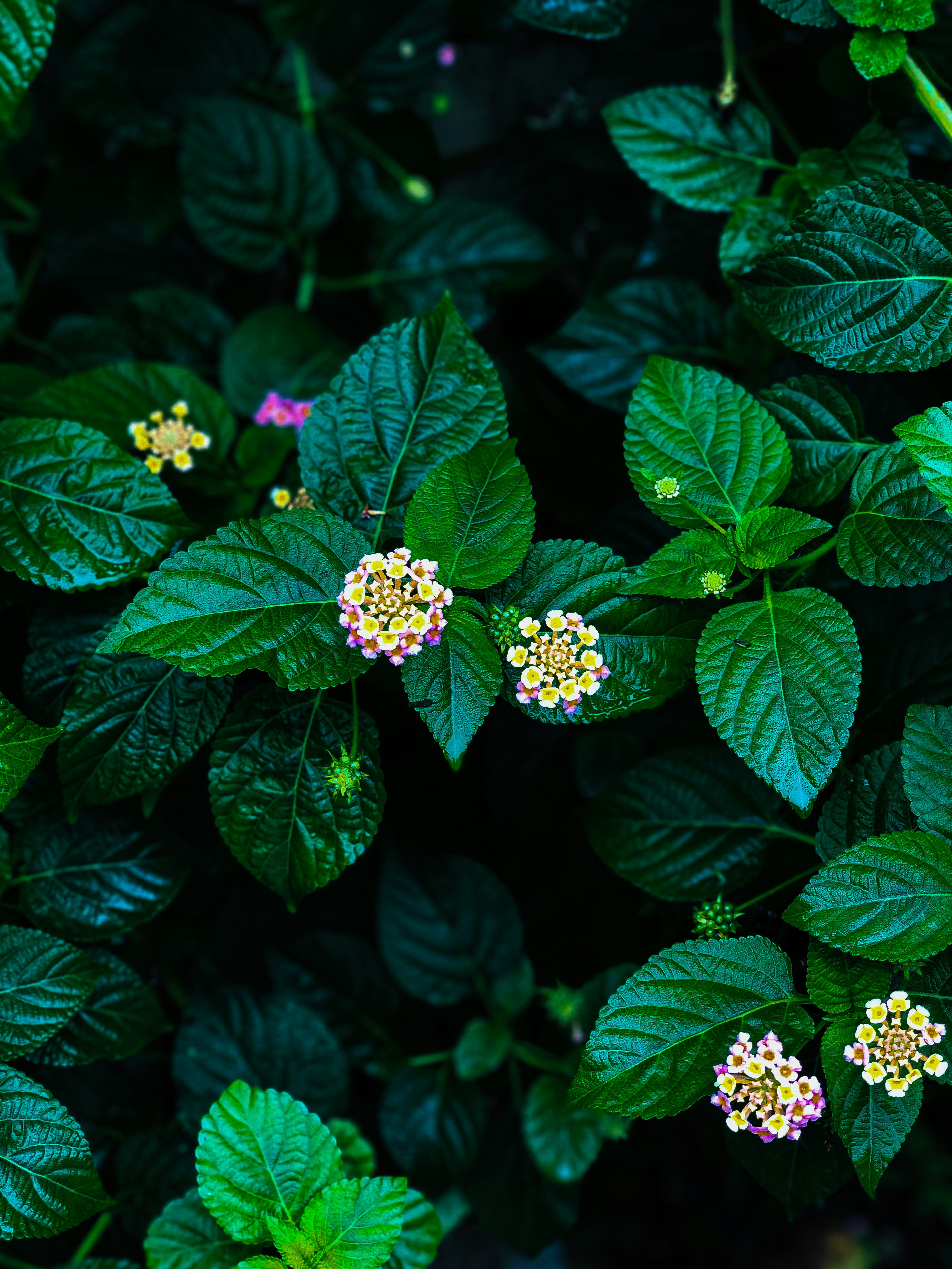 Ayurvedic herbs and treatments