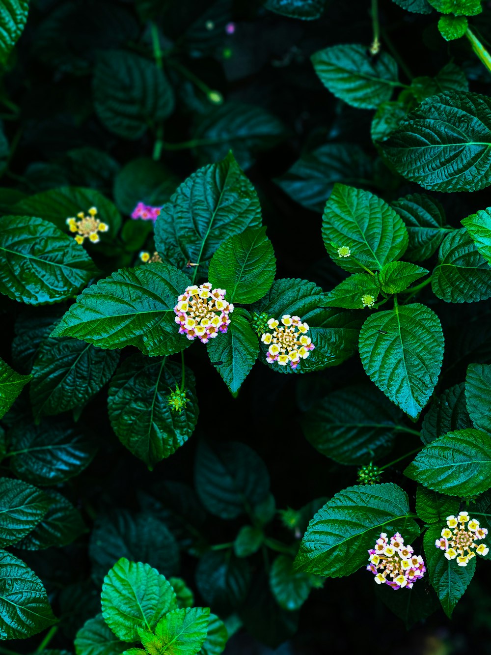 Eine Gruppe von Blumen