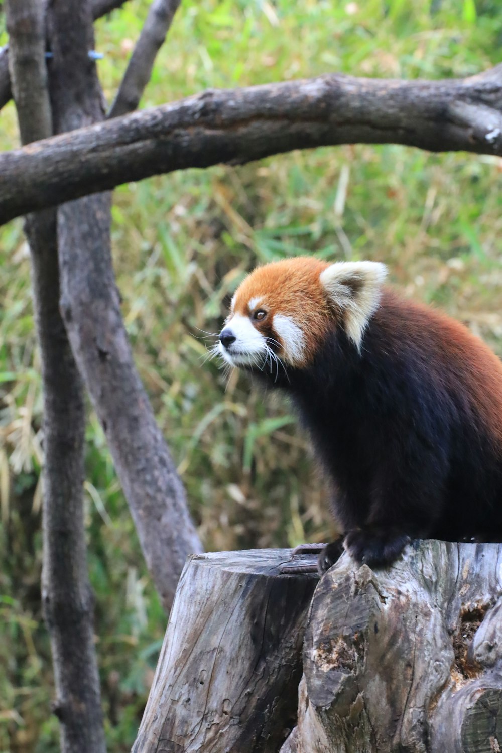 a red panda on a tree branch