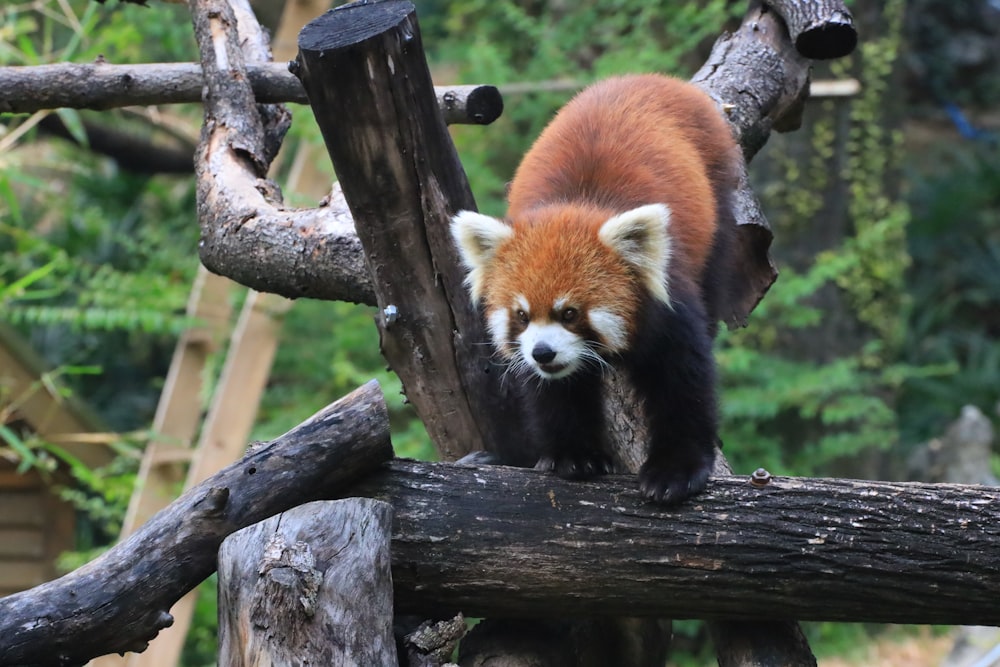 Un panda rosso sul ramo di un albero