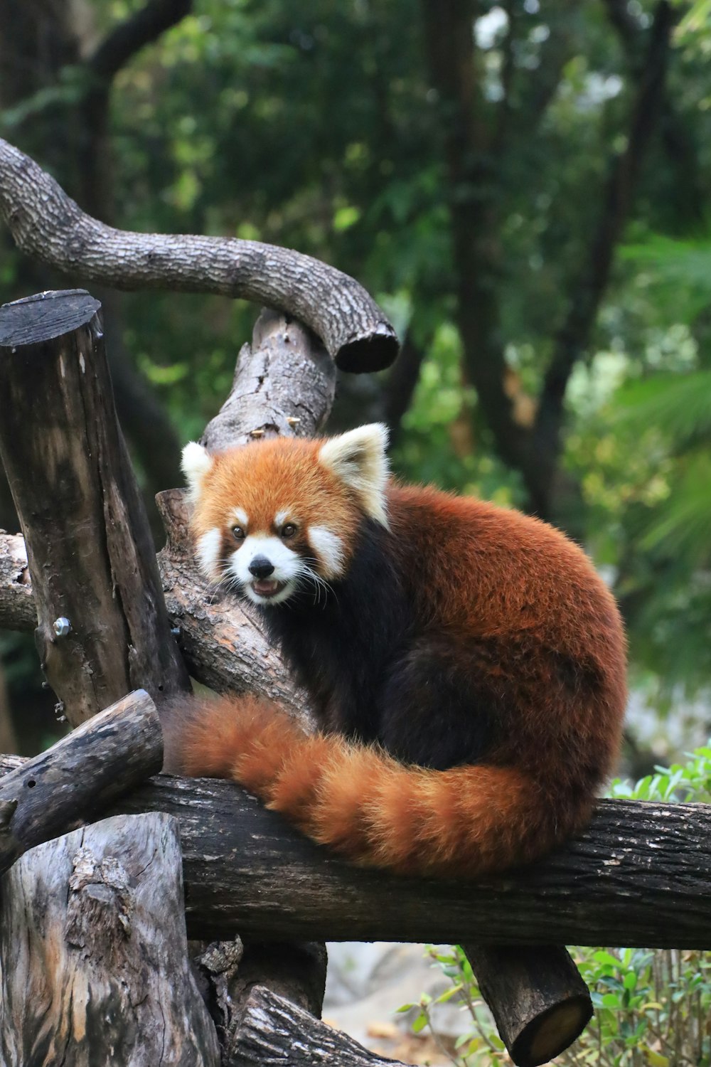 a red panda sitting on a tree branch