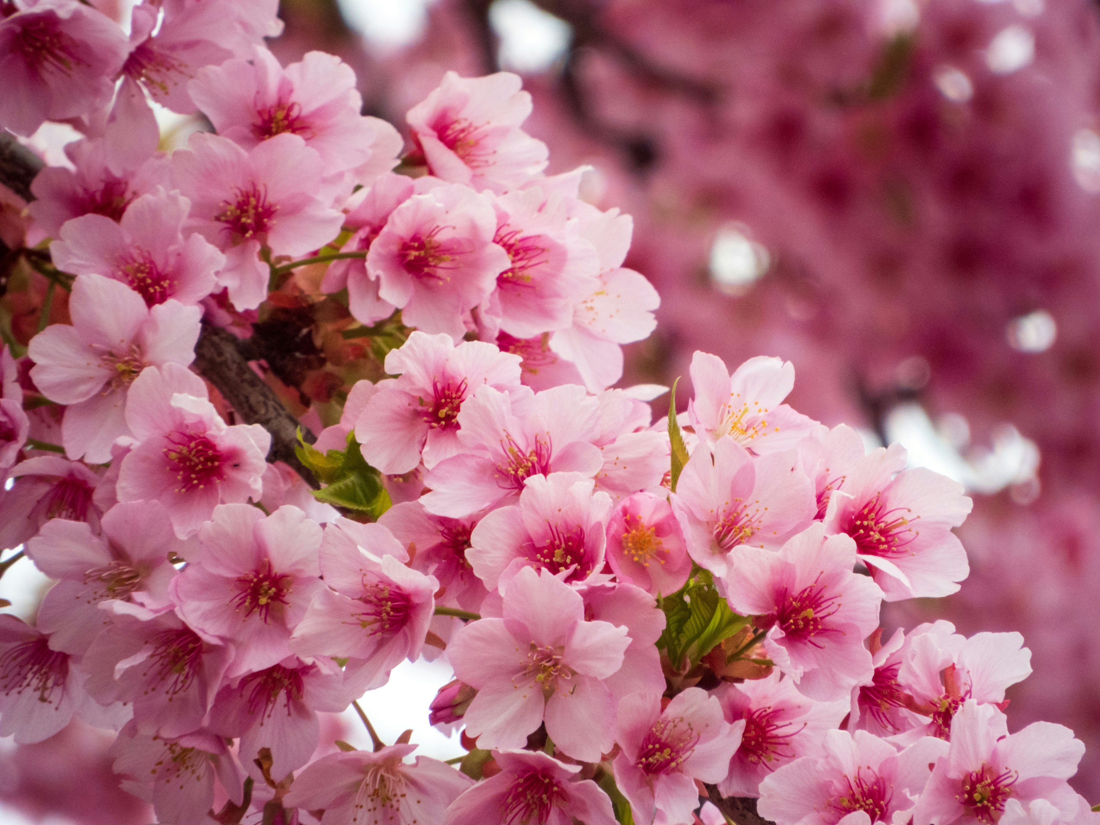 Photo by heppoko_yama