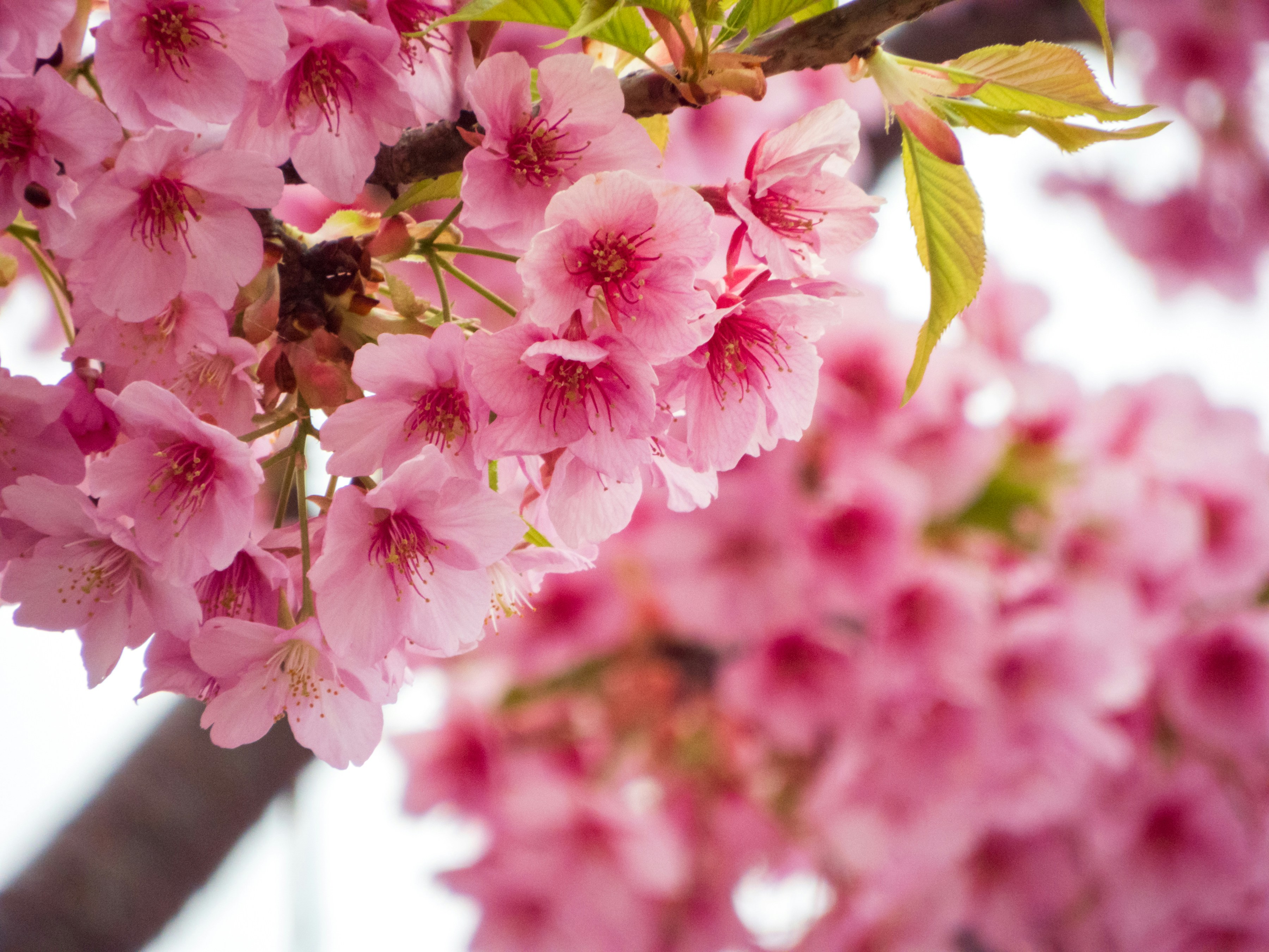 Photo by heppoko_yama