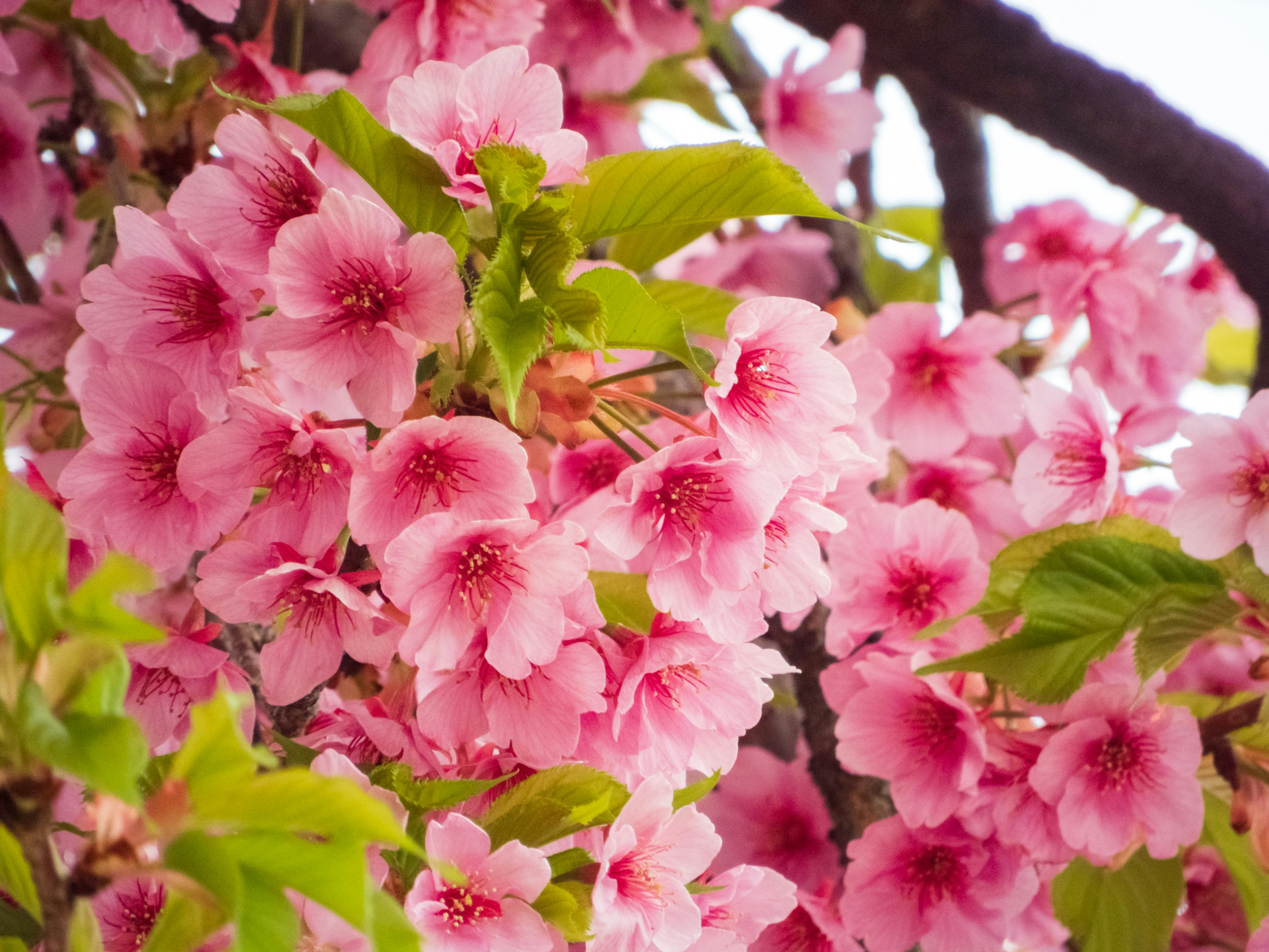 Photo by heppoko_yama