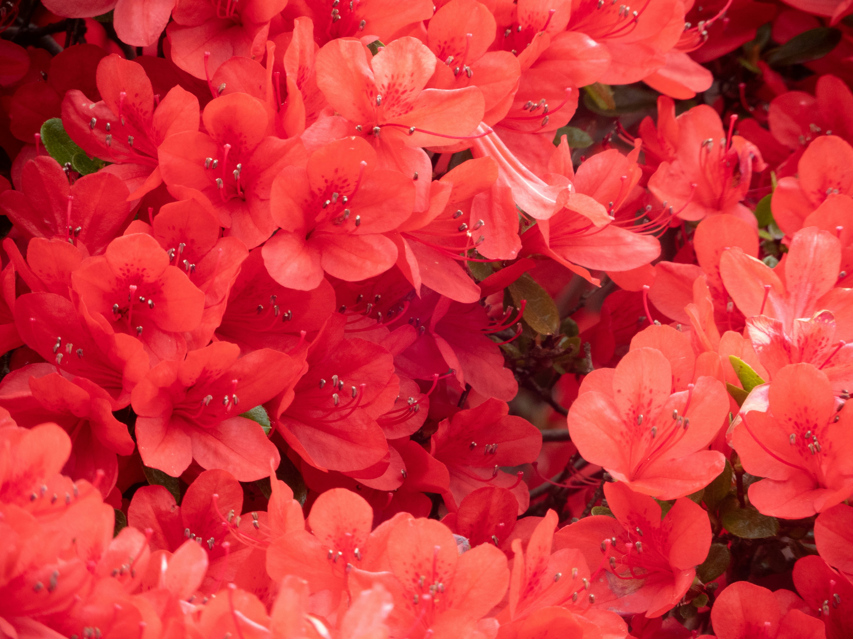 Photo by heppoko_yama