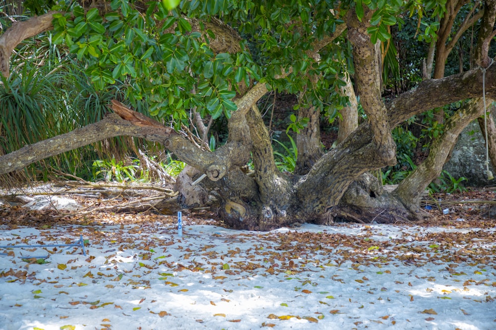 a tree that has fallen