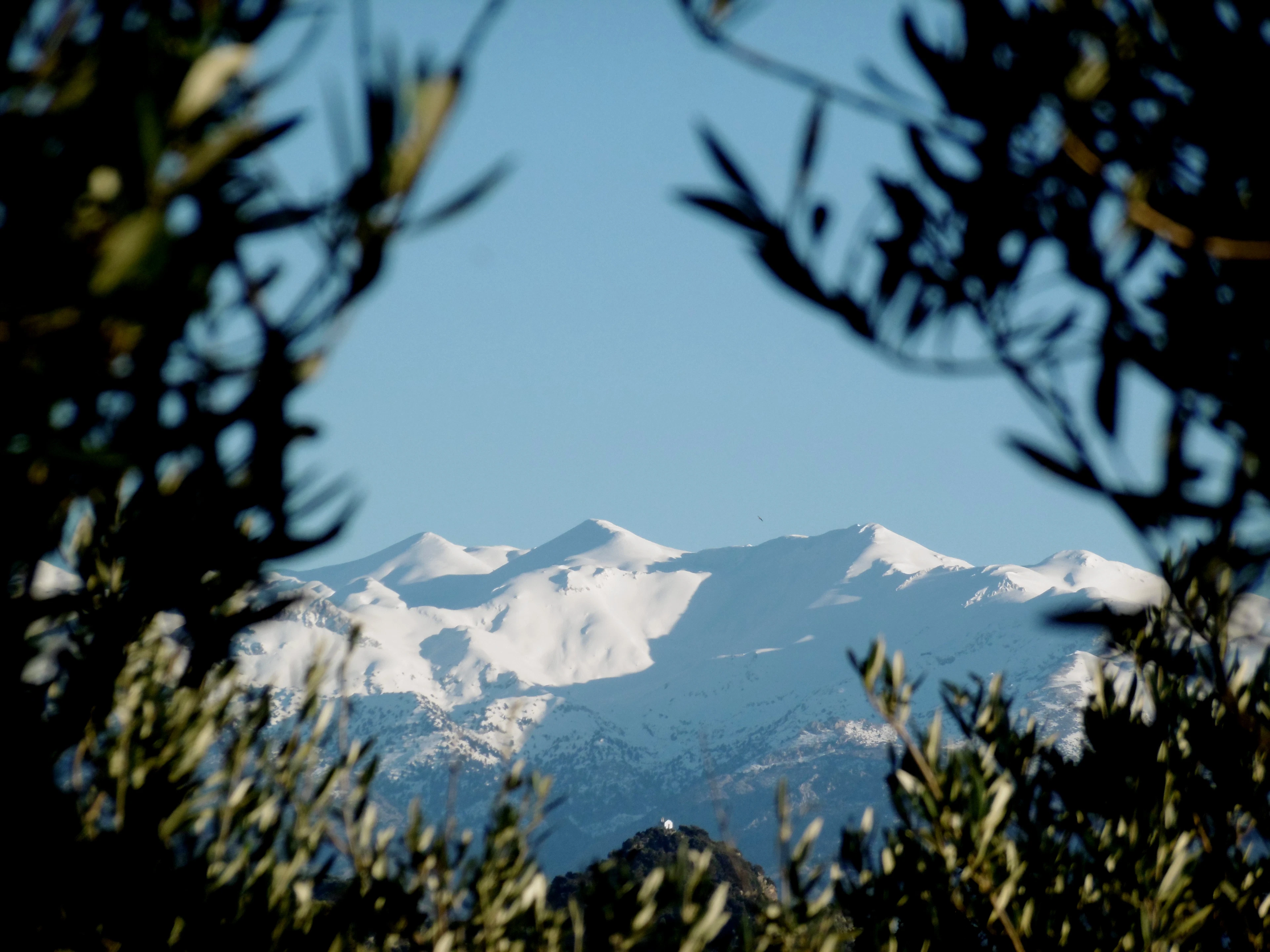 Deep snow on the summits of Crete's high mountains, framed through the silvered leaves of an olive tree in the foreground under a clear winter-blue sky.