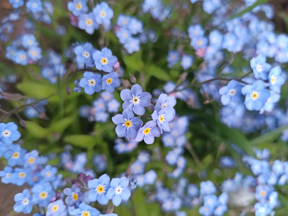 a close up of flowers