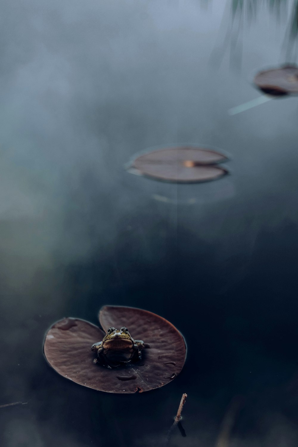 a turtle swimming in water