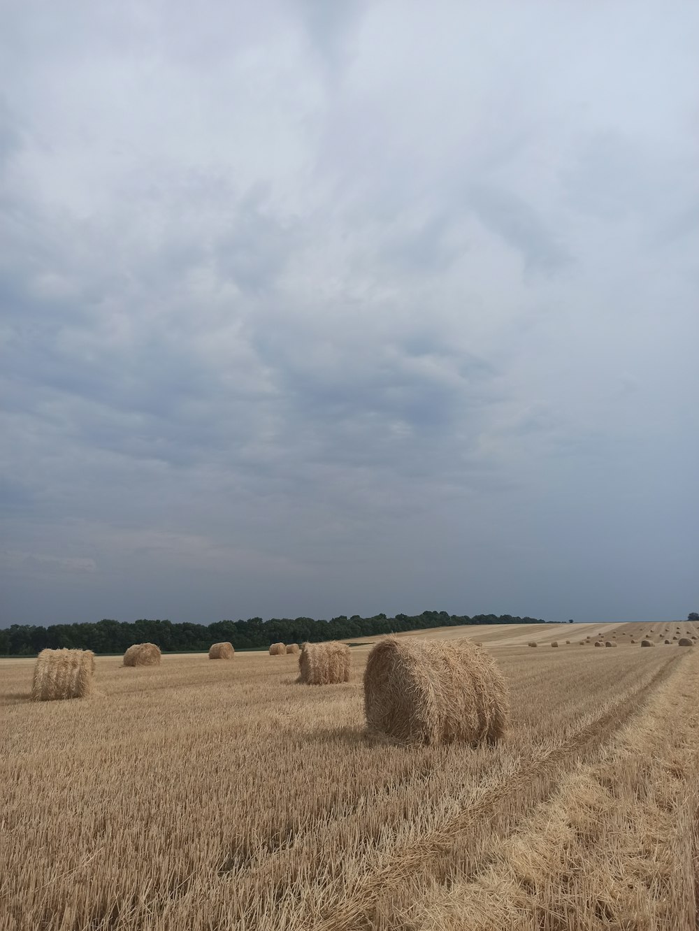 a field of hay bales