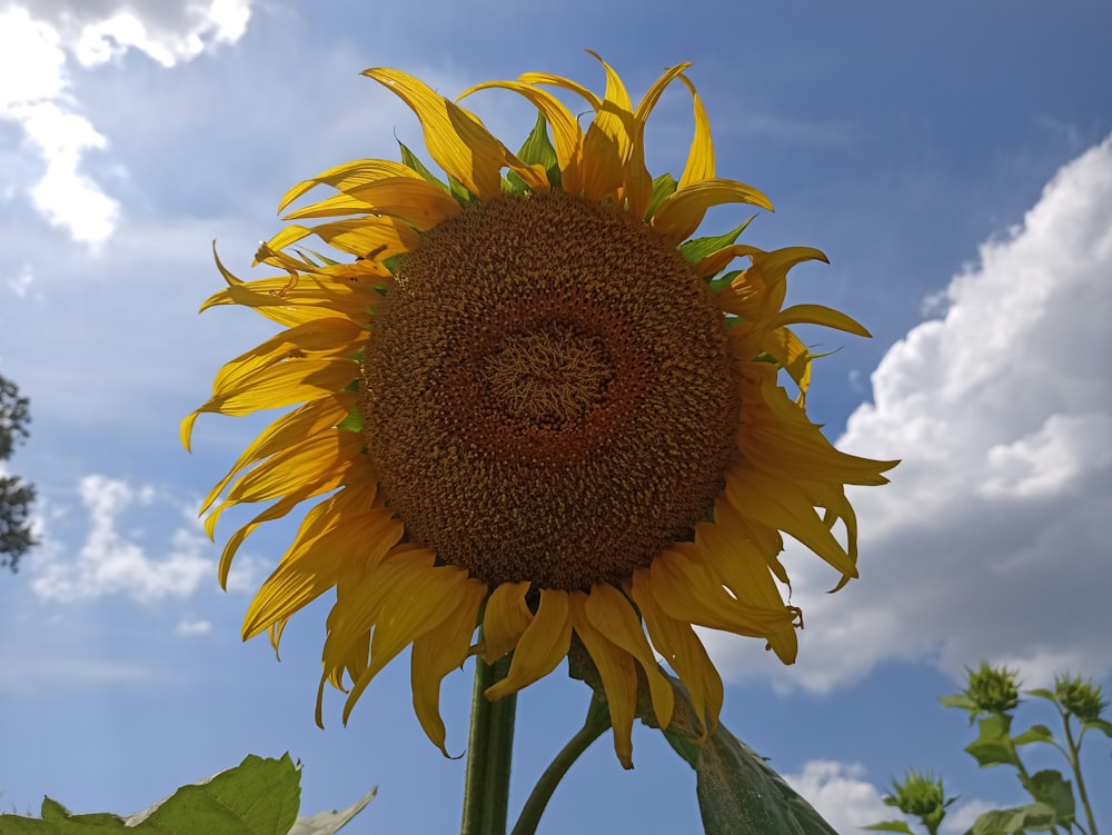 a sunflower with a cloudy sky