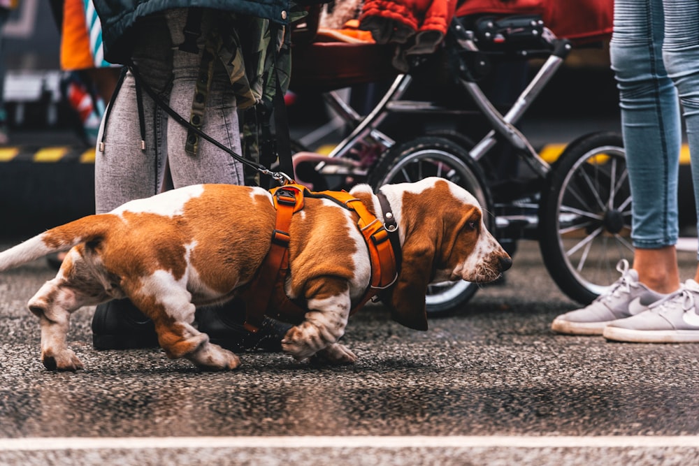 a dog on a leash