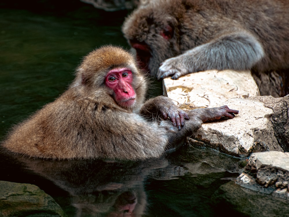 a group of monkeys on a rock