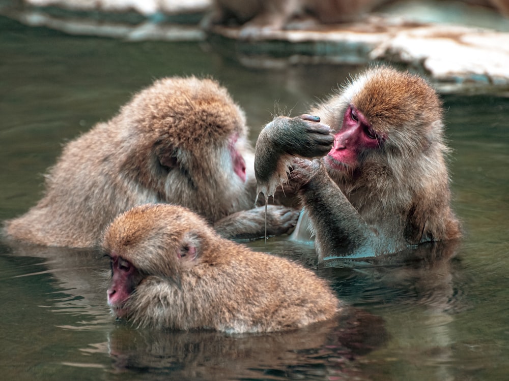 a group of otters in the water