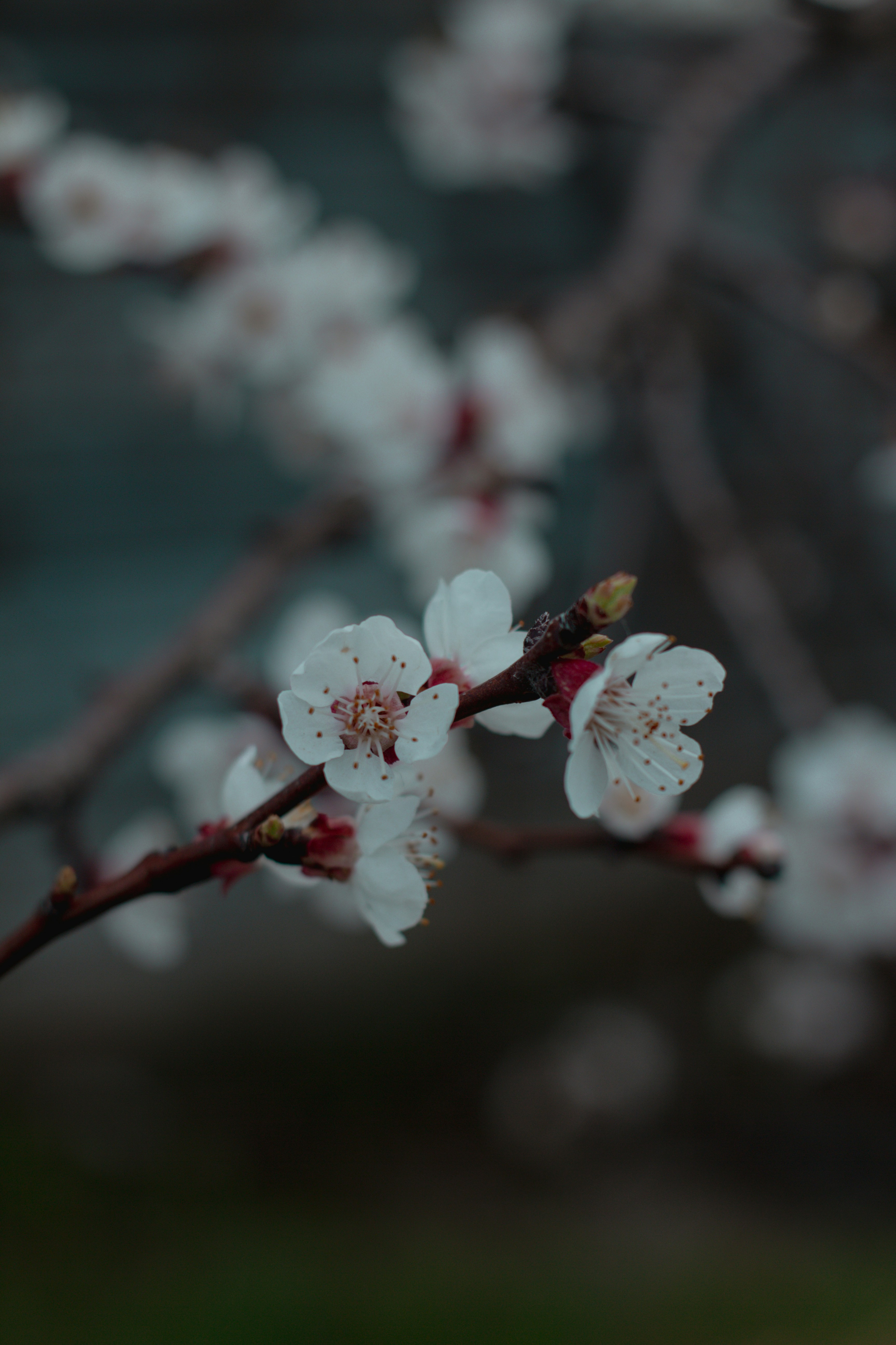 Photo by svitlana_rusak