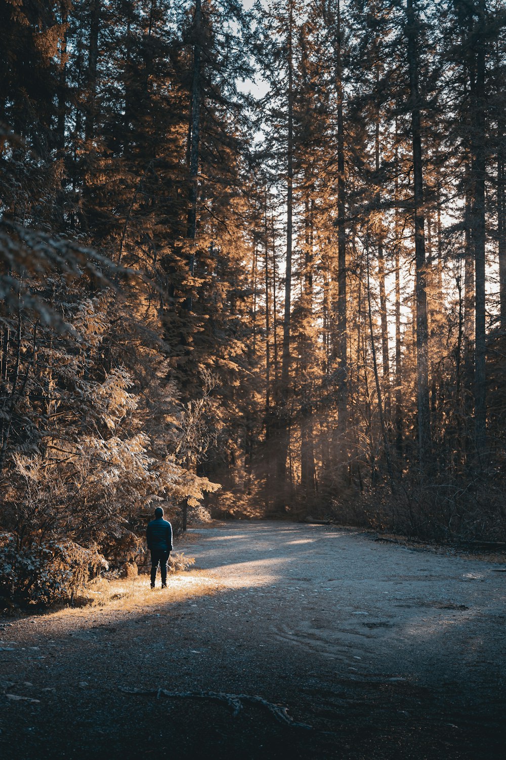 a person walking on a dirt road in the woods