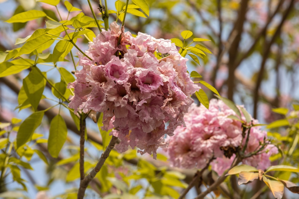 a close up of a tree branch with pink flowers